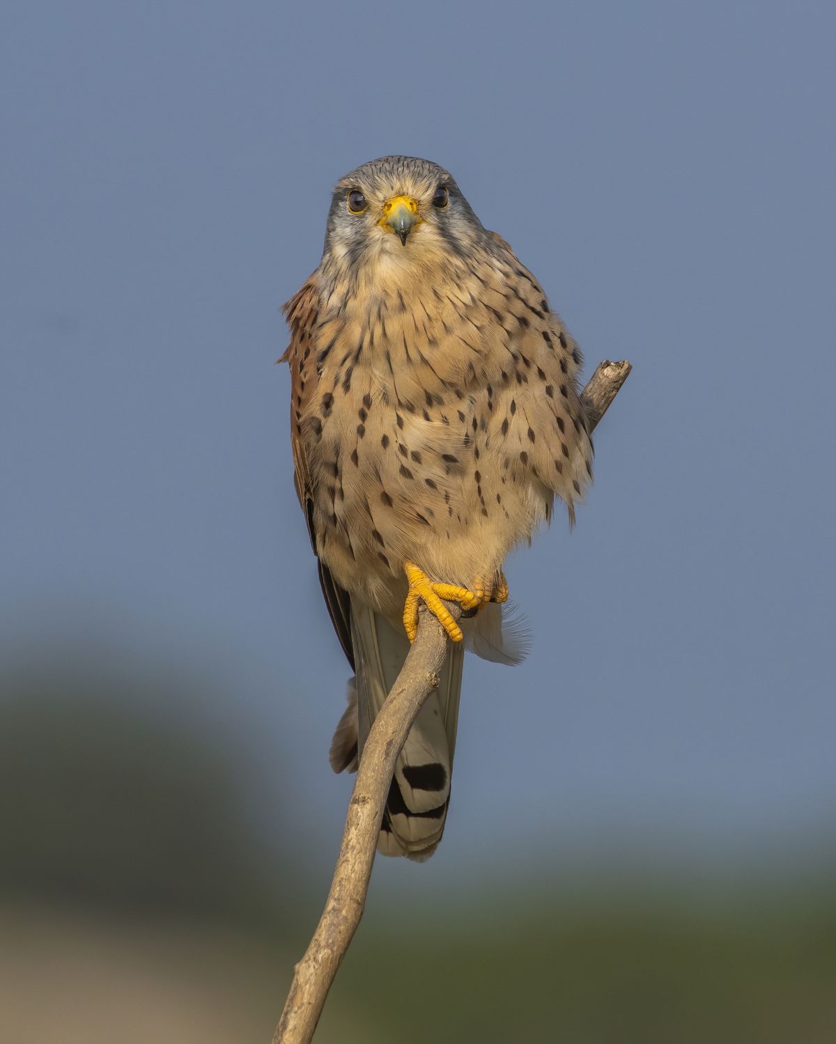 kestral (2)